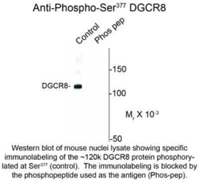 Western Blot: DGCR8 [p Ser377] Antibody [NBP2-29530]